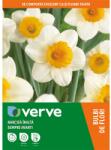 VERVE Bulb VERVE Narcisa Sempre Avanti, alb-galben