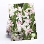 VERVE Bulbi Gladiola Prince Claus VERVE, alb-roz