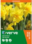 VERVE Bulbi VERVE Narcisa Take Me Home, galben
