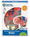 Learning Resources Macheta creierul uman (LER3335)