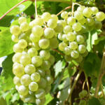  Prémium illatolaj - szőlő, 50 ml