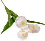 Valex Decor Real touch írisz szál, 58cm magas - Fehér (LD038-01)