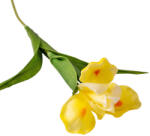 Valex Decor Real touch írisz szál, 58cm magas - Sárga (LD038-03)