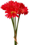 Valex Decor Real touch gerbera köteg, 6 szál, 39 cm magas - Piros (LD035-02)