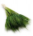 Enchanted Szárított tritikálé Palackzöld (PSZENZYTO BUTELKA)