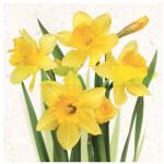DAISY Nárciszos szalvéta (FR-PM-003901)