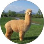 Pictu Hap Ehető papír lama 19, 5 cm - Pictu Hap (pic9000775_kruh)