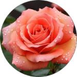 Pictu Hap Rózsás motívumú evésre alkalmas papír 19, 5 cm - Pictu Hap (pic900045)