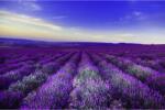 MÉDIA Öntapadó és mosható fali tapéta Levendula1, 250 x 200 cm (FOTOTAP9330)