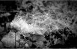 Media Öntapadó és mosható falikép Dandelion fekete-fehér, 400 x 250 cm (FOTOTAP8377)