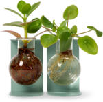 Tchibo - 2 db növény gyökereztető váza - zöld