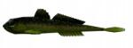 Libra Lures Gobio 7, 3" (custiom Painted) 132 Motor Oil No Taste -a (Gobio 18,6cm 132)