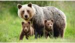 Media MÉDIA Öntapadó és mosható fali tapéta, Animal55 Bear with cubs, 270 x 200 cm (FOTOTAP3310)