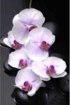 Media MÉDIA fali tapéta, fehér orchideák kövekkel, 270 x 200 cm (FOTOTAP1634)