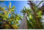 MÉDIA Tapéta, Palm trees to the sky, 270 x 200 cm (FOTOTAP1642)