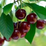 Pom Fruct Visin Oblacinska, ghiveci 4 L, H 100-120 cm (PF1)