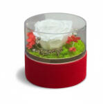 Eventissimi® Aranjament cu trandafir criogenat , in cutie catifea cu capac detasabil (AF-098)