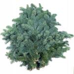  Nobilis Fenyő élő Dán ágak csomag 5 kg (jodła nobilis)