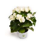  Begonia semperflorens Étoile Blanche, albă ® (1100)
