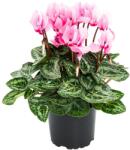  Cyclamen Blush Royale, roz ® (1105)