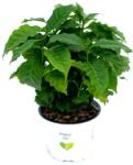  Arbore de cafea Sereno ® (1115)