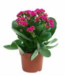  Kalanchoe Pink Serenade, roz ® (1107)