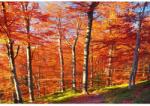 Blueback MAT Késő őszi tapéta, 300 x 250 cm (BBIMG3270)