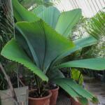 DobreNasiona. pl gyűjtői faj Palma Johannesteijsmannia altifrons 1 mag (nasion)