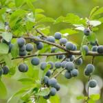  P11 Szilva Kökény Prunus Spinosa (P11 ŚLIWA tarnina)