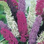 DobreNasiona. pl Fagyálló Pillangó cserje Budleja Dávid Buddleja Davidia magok 100 db (nasion)