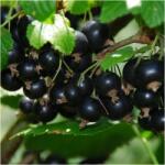  P11 Fekete Ribizli Titania Plenna Palánta 70-100 CM (GK PORZECZKA CZARNA TITANIA NA) - allegro - 1 935 Ft