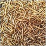  Szárított lisztkukac 1000 ml/100 gramm