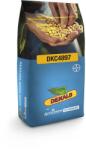 DEKALB DKC4897 kukorica vetőmag - Acceleron (80 EM)