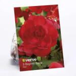VERVE Begonie dubla VERVE, rosu