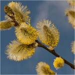  C2 Fűzfa Salix Vinimilis Mézes Palánta 70-90 CM (P11 WIERZBA SZARA SALIX CAPREA CINEREA M) - allegro - 1 185 Ft
