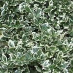  M Poszméh Enonymus Emeralden Gaiety (trzmielina okrywowa) - allegro - 250 Ft