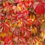  P9 Ötlevelű Borborbély Parthenocissus Palánta (M. BLUSZCZ HEDERA HELIX 20-30 CM. ZIMOZI)