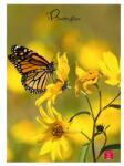 Pigna Butterflies A4 42 lap, tűzött, vonalas füzet (P1111-1280) - officedepot