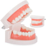 Verk Group Stomatológiai oktatási modell: emberi fogak és szájpadlás (01528)