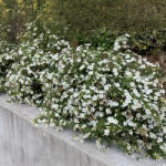  Fehérfelhő cserjéspimpó - Potentilla fruticosa 'Mount Everest - Konténeres