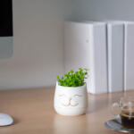 Vog und Arths Műnövény Dekoráció Macskafej Formájú Cseréppel - 9 x 14 cm - Háromféle Színben (11849)