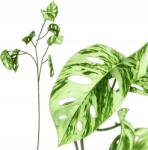 Przydasie. pl Monstera Műág 78CM Művirág Dísznövény XL 3 Kar (#12594)