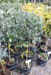 Plantstore Mirtuszdió Törzses 1/4-feijoa Sellowiana