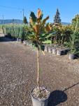 Plantstore örökzöld Magnólia Törzses 1/4-magnolia Grandiflora Little Gem 1/4 Standard