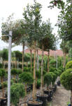 Plantstore Magyal Nellie R. Stevens Fa C. 8/10- Ilex Mutchagara Nellie R. Stevens