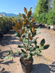 Plantstore Fehér Virágú örökzöld Magnólia Bokor 18l-magnolia Grandiflora Gallisoniensis