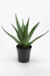 home & lifestyle plantă artificială în ghiveci 38  99KK-DRU1D3_77X (139769)