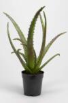 home & lifestyle plantă artificială în ghiveci 48  99KK-DRU1D2_77X (133921)