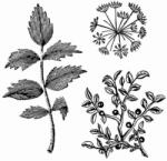 Stamperia HD gumi pecsételő 10 x 10 cm - Botanika