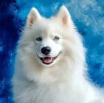 NORIMPEX - Puzzle Tablou Diamant: Samoyed 30x40cm - 1 - 39 piese